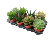 Суккулент микс (Нидерланды) 15 см