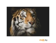 Картина на стекле Stamprint Солнечный тигр (AN010) 70х100 см