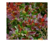 Барбарис средний Red Jewel C2 15-25 см