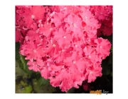 Гортензия Агромир Frisbee hot pink С2 10-15 см