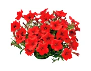 Сурфиния Ева-Лэнд (Беларусь) 15 см