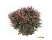 Барбарис тунберга Atropurpurea Nana C2 10-20 см