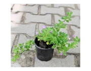 Бакопа Ева-Лэнд (Беларусь) 15 см