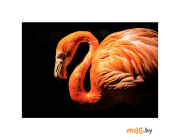 Картина на стекле Stamprint Фламинго (AN007) 70х100 см