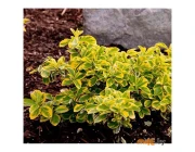Бересклет Форчуна Emerald'n Gold С1,5 20-30 см