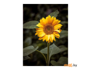 Картина на стекле Stamprint Цветок солнца (AR016) 70х50 см