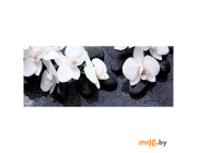 Картина на стекле Stamprint Белая орхидея 2 (SP005) 50х125 см