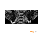 Картина на стекле Stamprint Бархатный слон (AN005) 50х125 см