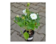 Георгина Ева-Лэнд (Беларусь) 15 см