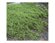 Можжевельник обыкновенный Green Carpet С2 25-35 см