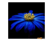Картина на стекле Stamprint Синяя ромашка (AR018) 50х50 см