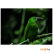 Картина на стекле Stamprint Тропическая птица (AN009) 70х100 см