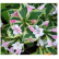 Вейгела Variegata С2 30-50 см