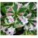 Вейгела Variegata С2 30-50 см