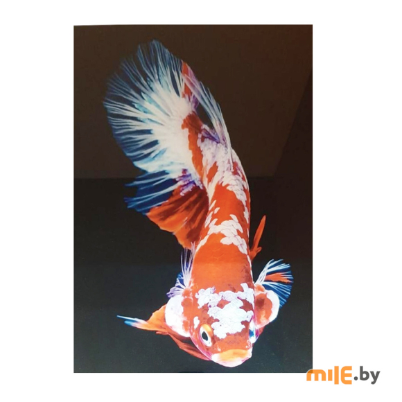 Картина на стекле ArtaBosko Бойцовая рыбка 6 (MI-02-143-04) 60х40 см