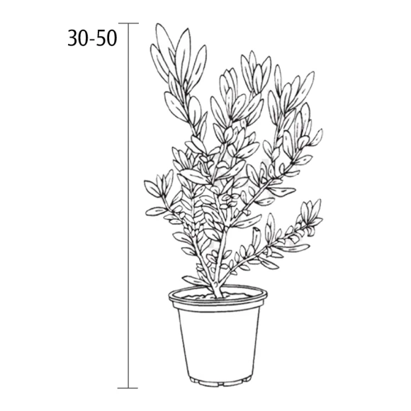Вейгела Variegata С2 30-50 см