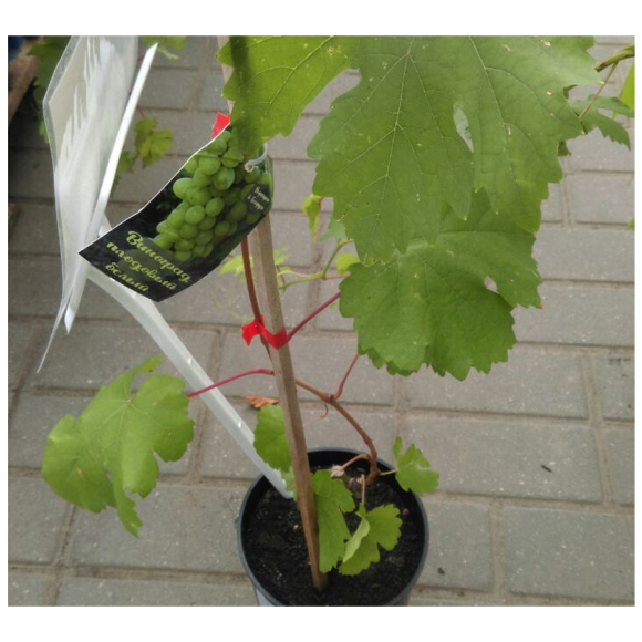 Виноград плодовый С2 40-50см