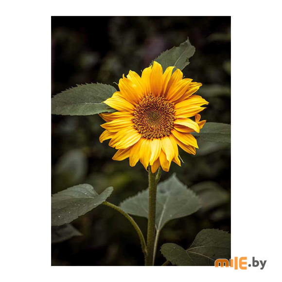 Картина на стекле Stamprint Цветок солнца (AR016) 70х50 см