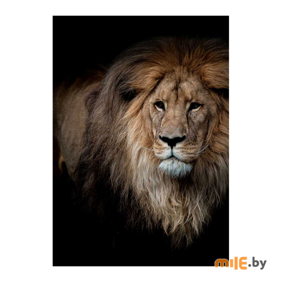Картина на стекле Stamprint Могучий лев (AN002) 100х70 см