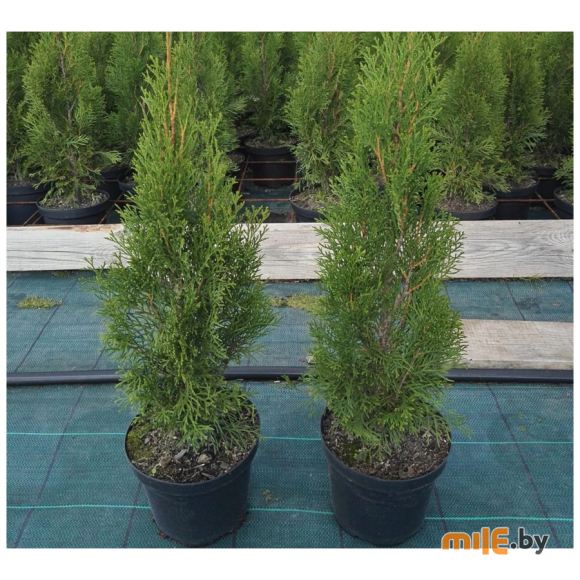 Туя западная Смарагд С2 (30-40 см)