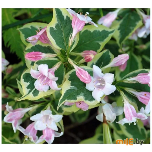 Вейгела Variegata С2 30-50 см