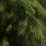Живые елки
