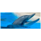Декор керамический Cerrol DELFINES A Centro 500x200 (голубой)