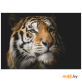 Картина на стекле Stamprint Солнечный тигр (AN010) 70х100 см
