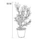 Вейгела Variegata С2 30-50 см