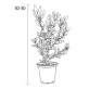 Вейгела Variegata С2 30-50 см