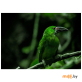 Картина на стекле Stamprint Тропическая птица (AN009) 70х100 см