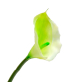 Искусственное растение Калла одиночная нежно-зеленая 70 см