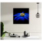Картина на стекле Stamprint Синяя ромашка (AR018) 50х50 см