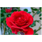Роза Агромир Red Naomi 15-25 см (в пакете)