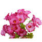Искусственный цветок 06-128-B (цвет: мультиколор)