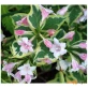 Вейгела Variegata С2 30-50 см