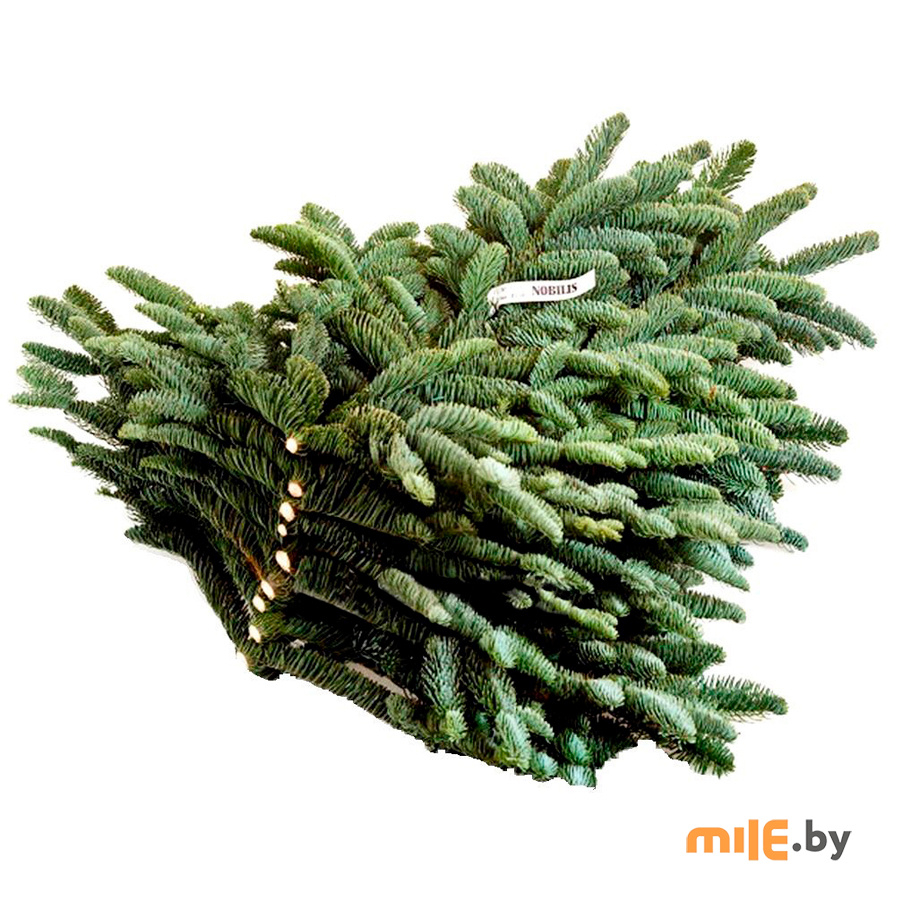 Ветки пихты HD Nordic Trees Nobilis 4-5,5 кг (5759662) купить в Минске -  живая сосна в Mile